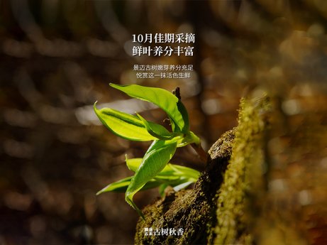 古树秋香