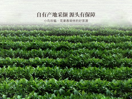 陈皮白茶